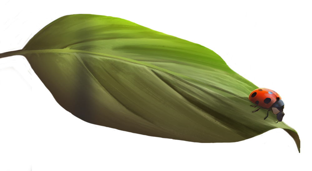 Leaf